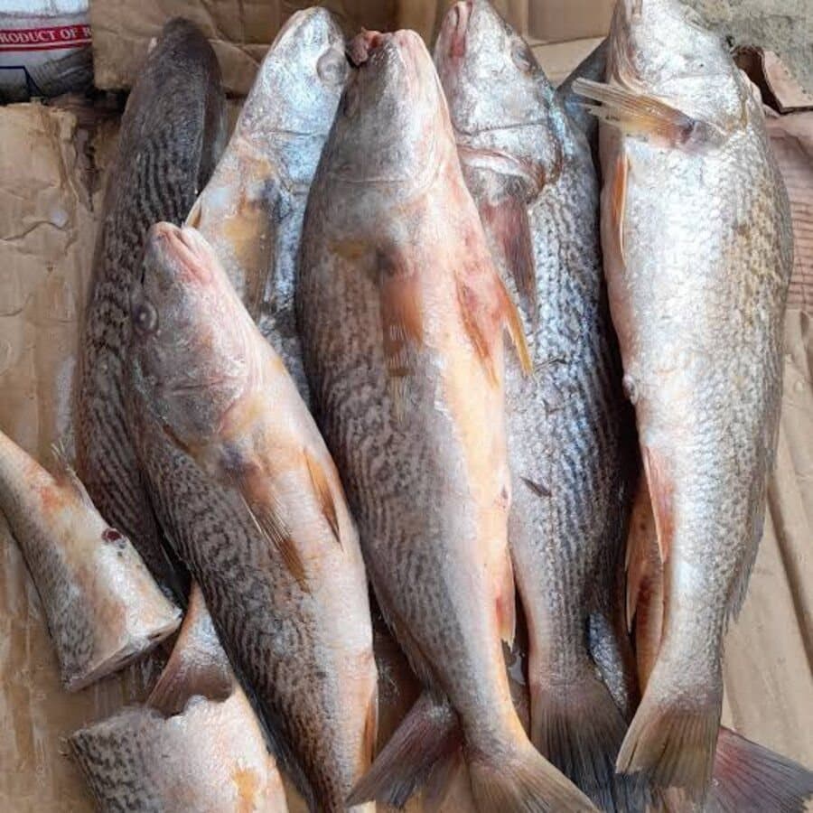 Frozen Croaker Fish