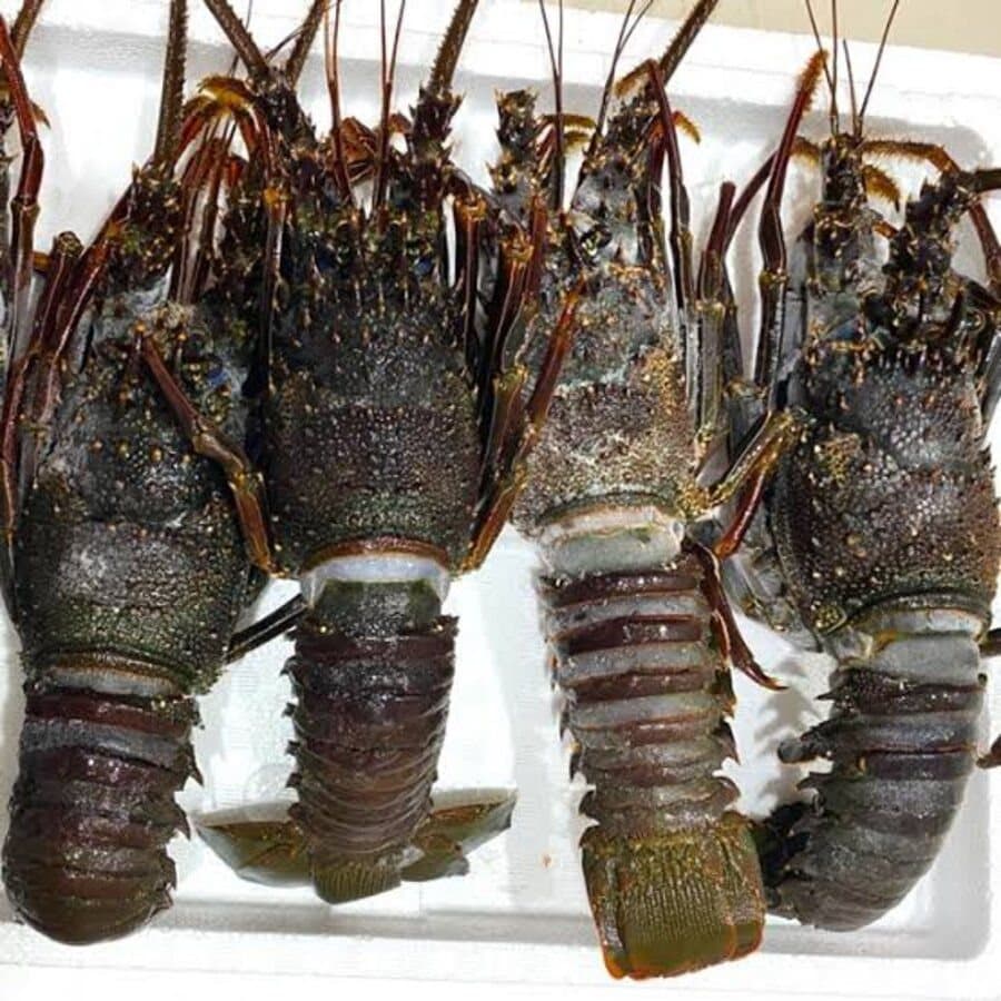 Frozen Lobster