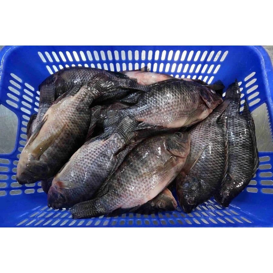 Frozen Whole Tilapia