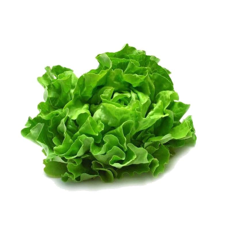 Fresh Lettuce