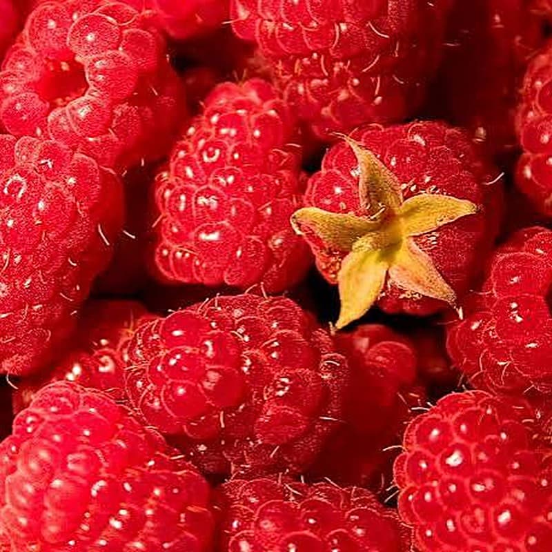 Fresh Raspberries